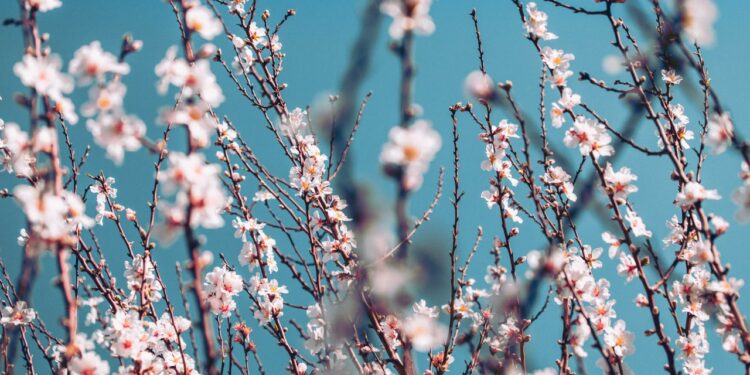 Ruta por España para ver los almendros en flor