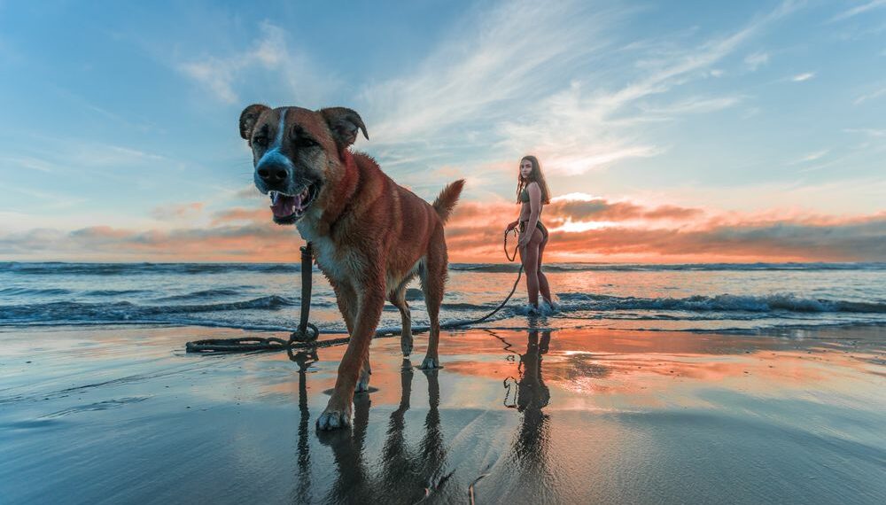 Vacaciones junto a tu mascota, ¿qué necesitas para viajar con ellos?