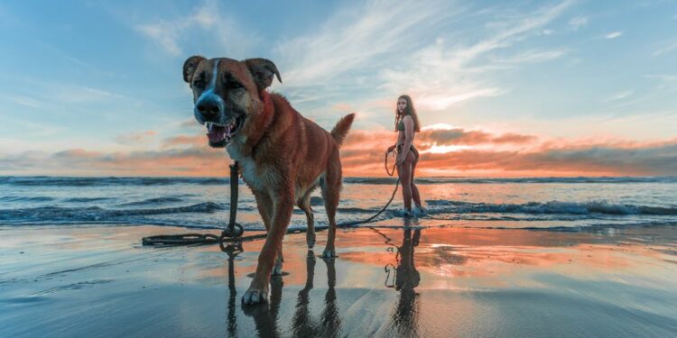 Vacaciones junto a tu mascota, ¿qué necesitas para viajar con ellos?