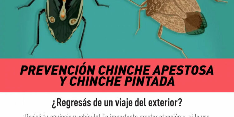 Viajes: Cómo prevenir el ingreso de las plagas chinche apestosa y chinche pintada