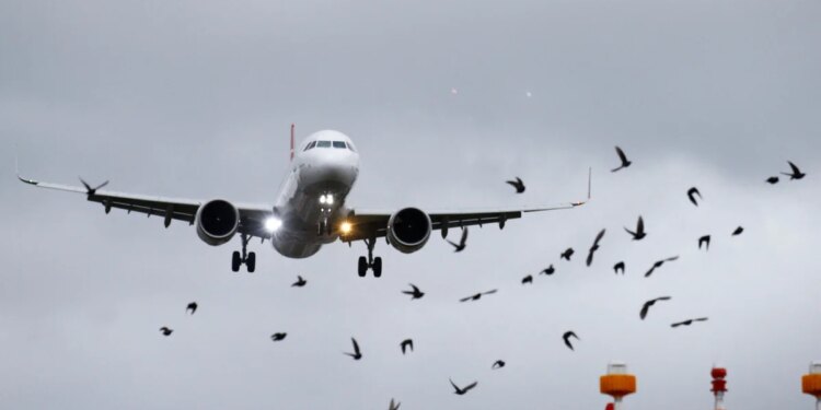 Viajes en avión: en enero volaron más de 2,4 millones de personas y hubo más pasajeros de cabotaje que en 2019