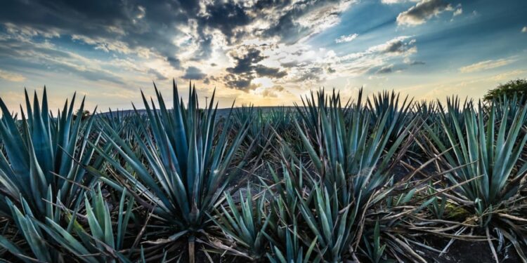 ¡Conoce los destinos nominados a la mejor ruta agavera en Lo Mejor de México 2023!