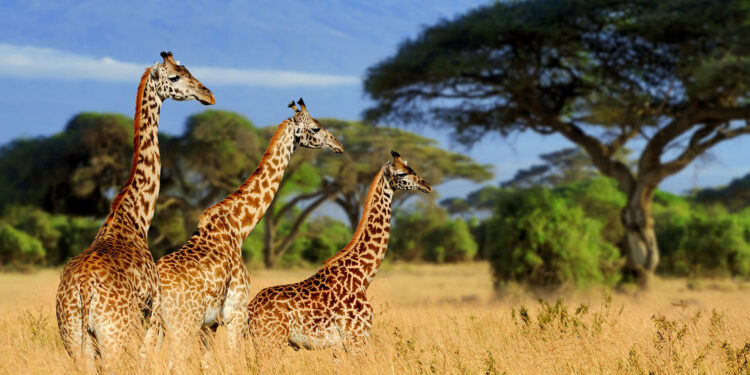 viaje Tanzania