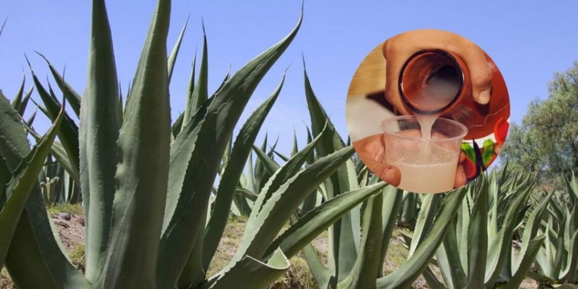 ¡Salud! Festival del Pulque 2023 llega a Tlaxco para deleitar tu paladar