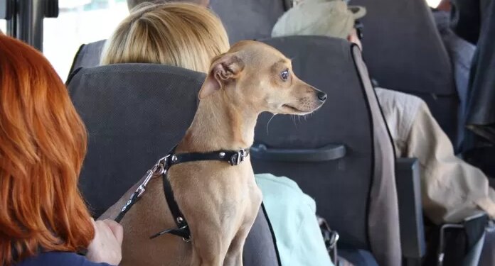 ¿En qué agencia de transporte puedes viajar con tu mascota en un asiento?