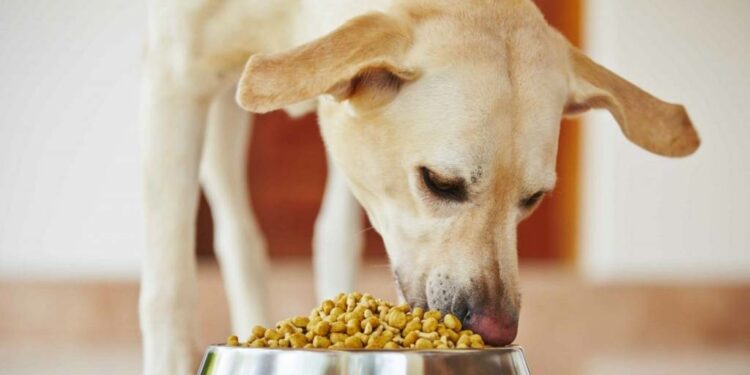 ¿Le daría a su perro una alimentación basada en plantas?