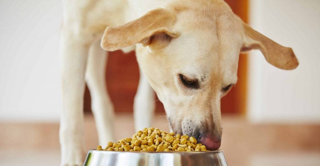 ¿Le daría a su perro una alimentación basada en plantas?