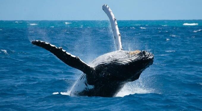 10 consejos para nadar con las ballenas jorobadas