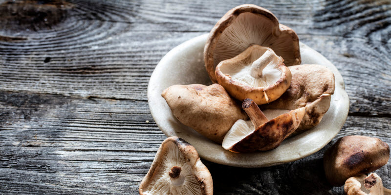 Carne de hongos, una proteína altamente nutritiva