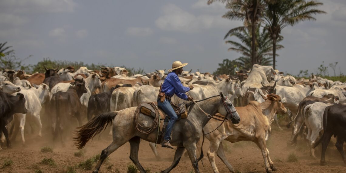 China reanudará importaciones de carne brasileña tras caso de “vaca...