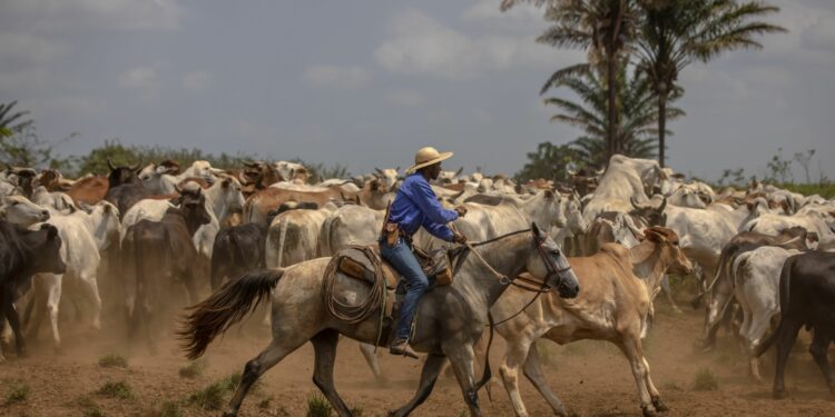 China reanudará importaciones de carne brasileña tras caso de “vaca...