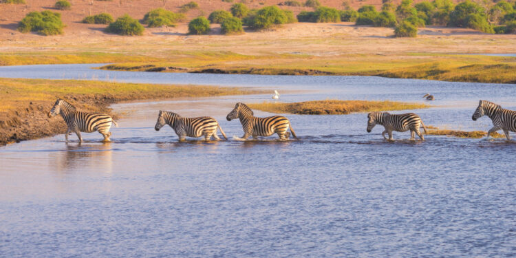 CroisiEurope propone un safari-crucero por el sur de África