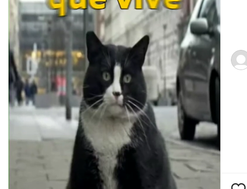 Gatito se vuelve la atracción turística más importante de Polonia por esta razón