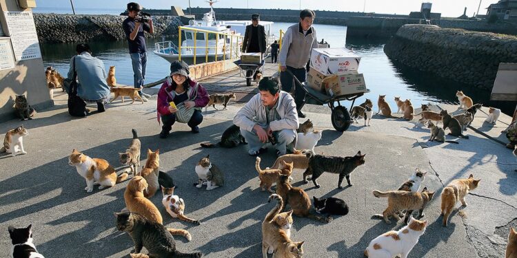 La increíble isla donde sólo viven gatos