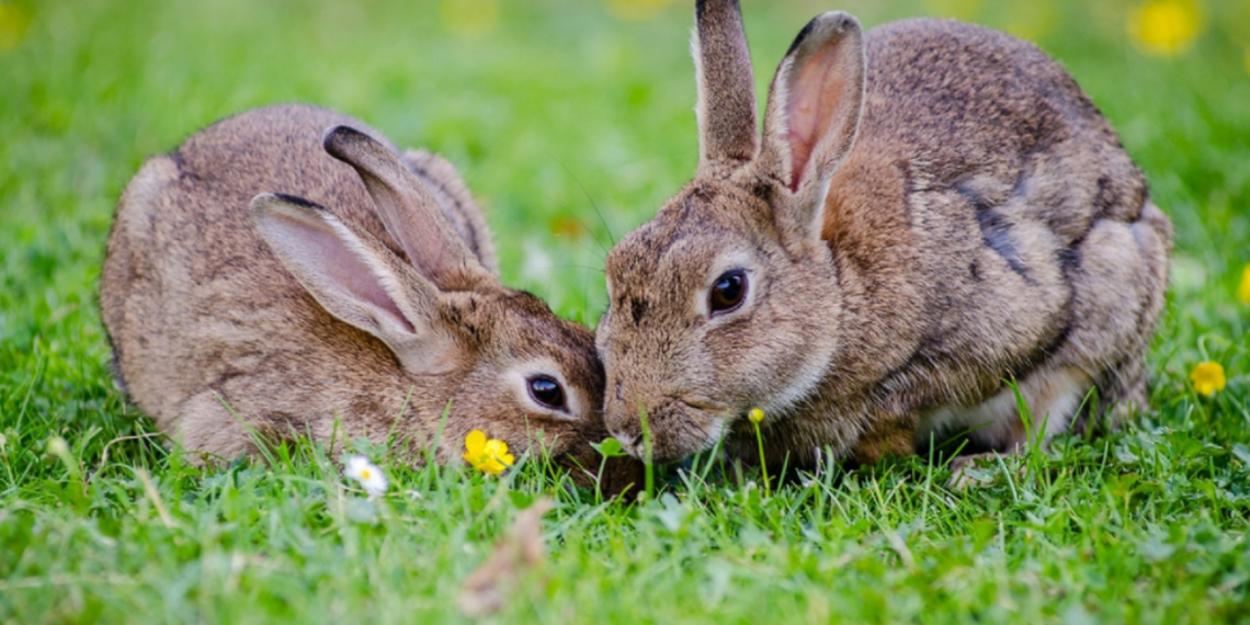 Los 7 destinos para celebrar el Día Mundial de la Vida Silvestre y admirar su belleza