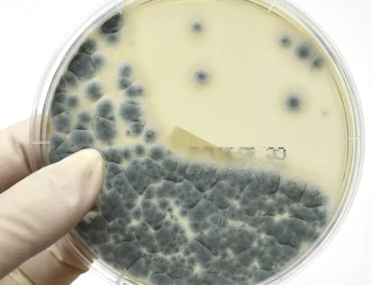 Placa petri de Aspergillus fumigatus