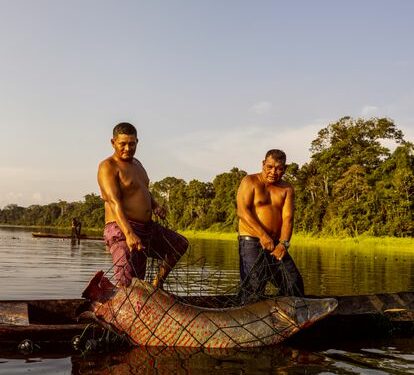 El paiche es un pez cuyos orígenes se remontan al periodo cretácico. Los jaguares se dedican a su pesca sostenible desde que tienen uso de razón.