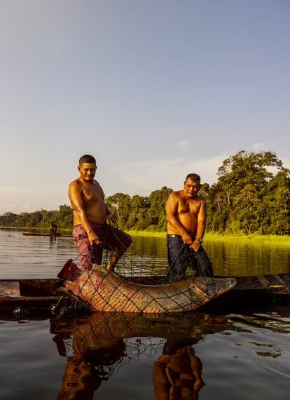 El paiche es un pez cuyos orígenes se remontan al periodo cretácico. Los jaguares se dedican a su pesca sostenible desde que tienen uso de razón.
