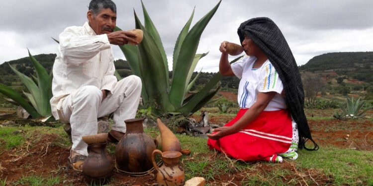 Ruta del Pulque: Los destinos de Hidalgo para disfrutar de la bebida de los dioses