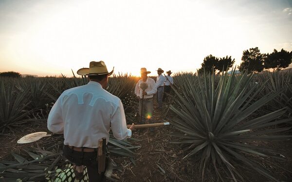 Todo listo para celebrar Origen Festival Tequila en Jalisco