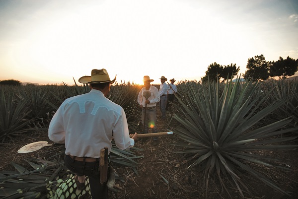 Todo listo para celebrar Origen Festival Tequila en Jalisco