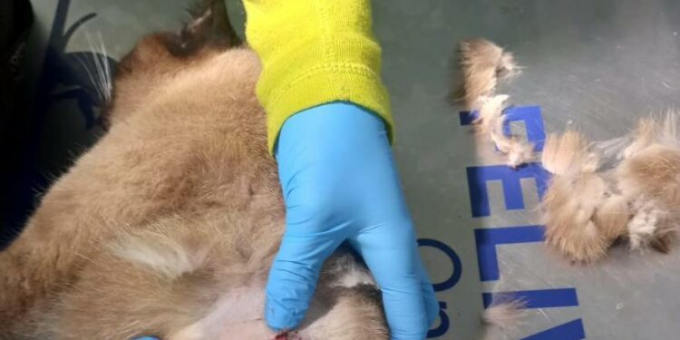 Una mujer denuncia la muerte a disparos de sus dos gatos delante de su casa en Cerdedo-Cotobade