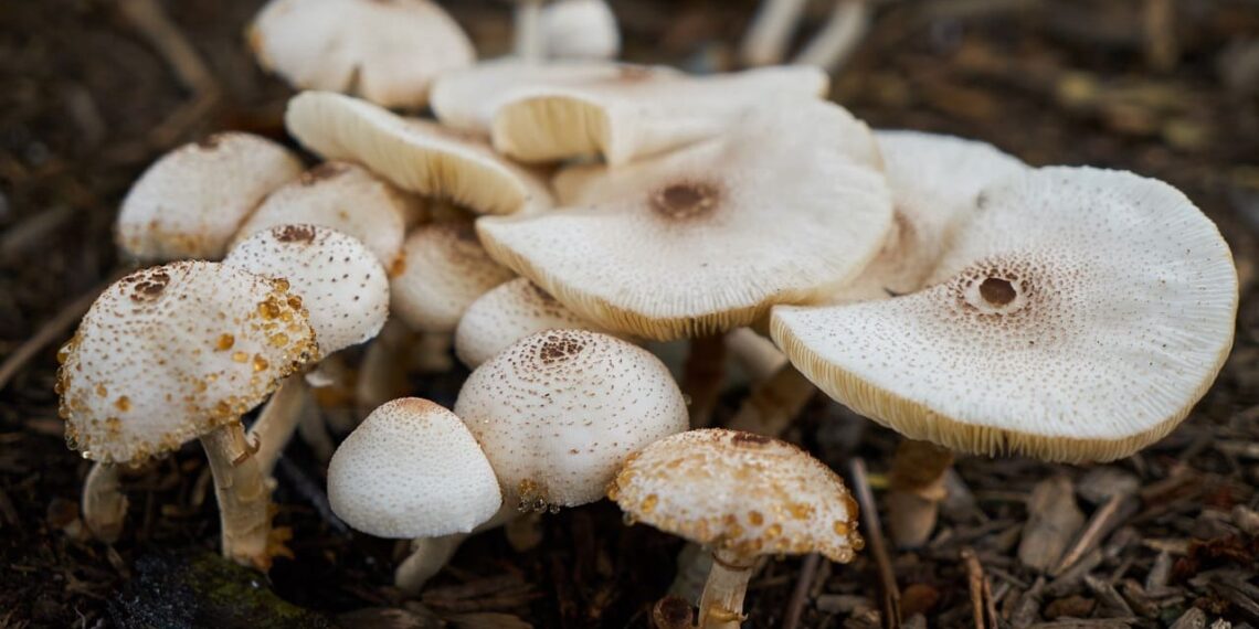 hongos-para-desarrollar-proteína