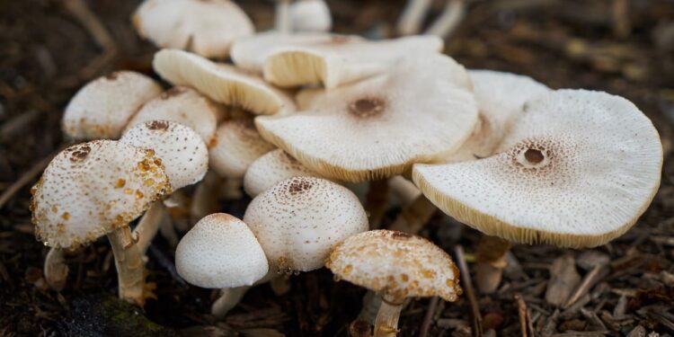 hongos-para-desarrollar-proteína