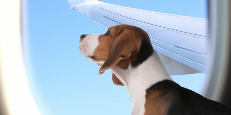 precios, aerolíneas y todo lo que debes tomar en cuenta