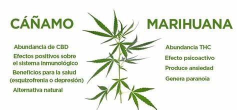 Urge que la COFEPRIS, diferencie La Cannabis y Cáñamo. No se puede considerar a ambos dañinos para la salud