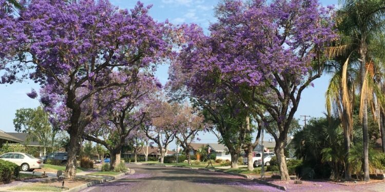 ¡Paisajes morados! 5 destinos perfectos para disfrutar de las jacarandas