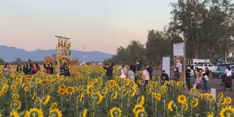 ‘Con sus flores amarillas’ regresa temporada de girasoles en Mocorito