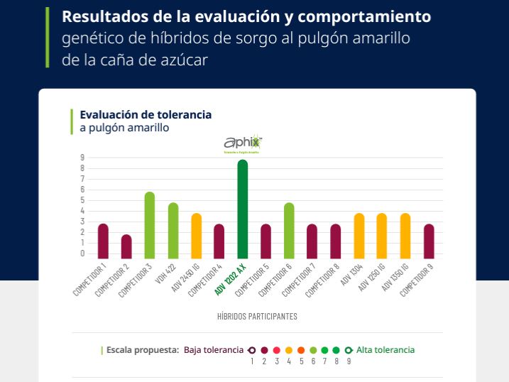Advanta vence al pulgón amarillo, BASF invierte euros en Santo Tomé, Swift recluta profesionales » Bichos de Campo