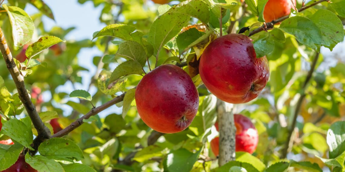Agrícola San Clemente adquirirá parte de las acciones de la peruana Gandules