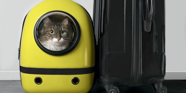 Cómo evitar que tu gato se maree en el coche: habituarlo al transportín, usar feromonas faciales o evitar que coma | Estilo de vida