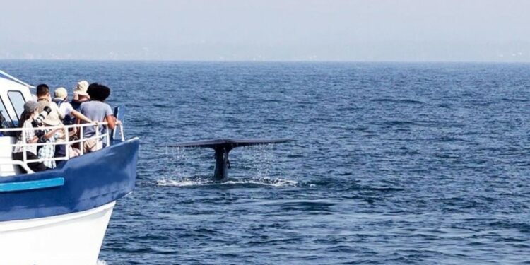 Disminuyen viajes hacia las ballenas en Ensenada | Noticias de México