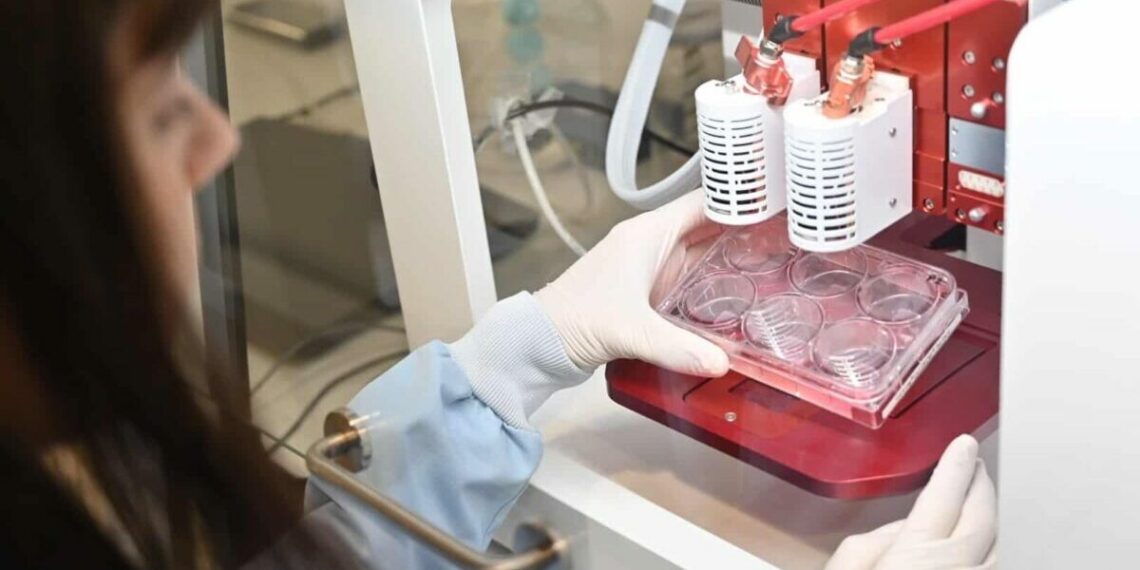 España invierte en un laboratorio de «carne in vitro» en San Sebastián