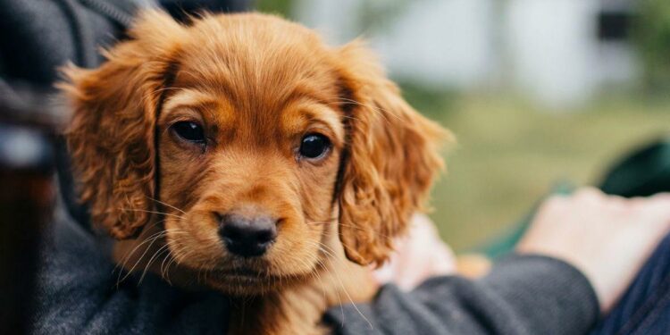 Estas son las claves para viajar con tu perro o gato en Semana Santa