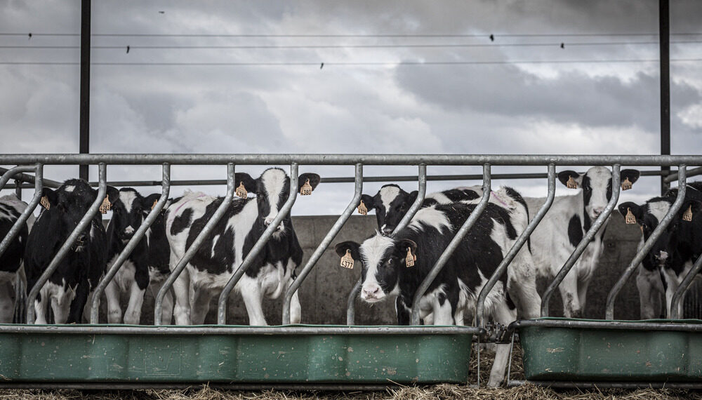 La leche viene con rebajas -