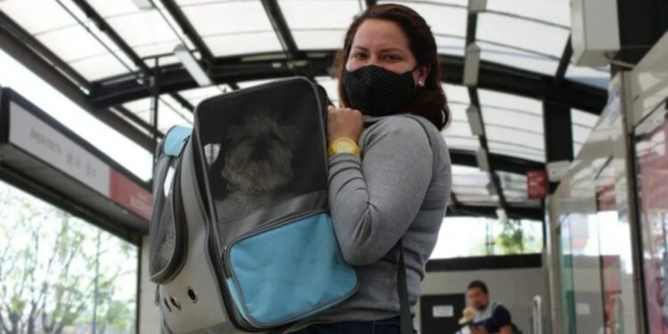 Lo que tienes que saber antes de viajar con tu perro o gato en el Metro y Metrobús