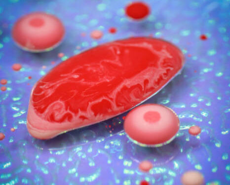 No se puede estar a favor de los ganaderos y fomentar la carne in vitro (EHNE)