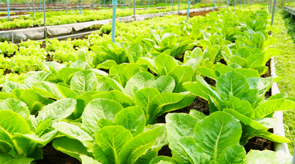 Lettuce heads growing on a farm