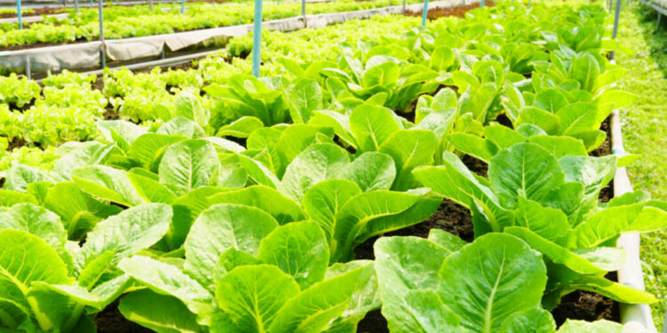 Lettuce heads growing on a farm