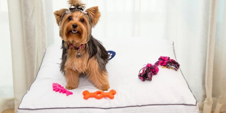 Resorts para mascotas: la nueva tendencia de viajes