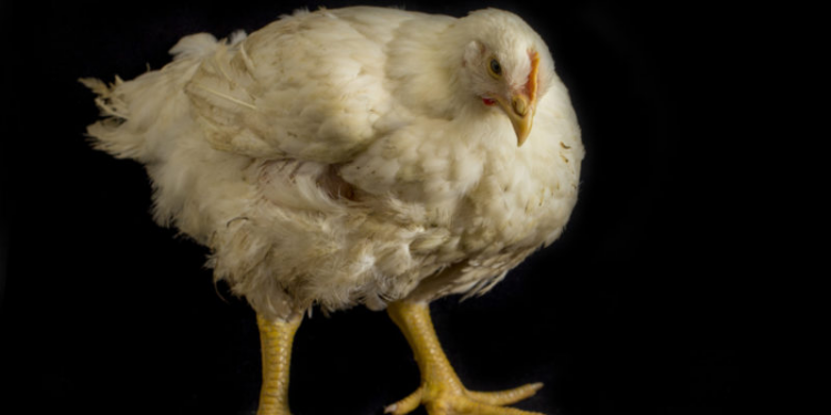 Tras nuevos brotes de gripe aviar: Veganuary llama a probar sustitutos vegetales de pollo y huevos​​​​​
