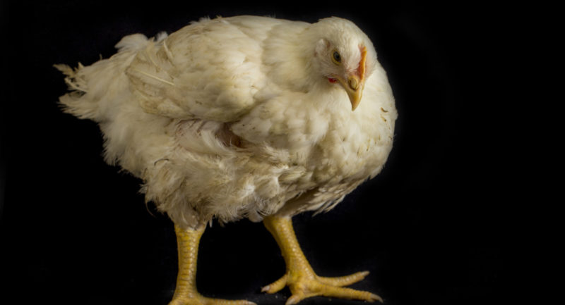 Tras nuevos brotes de gripe aviar: Veganuary llama a probar sustitutos vegetales de pollo y huevos​​​​​