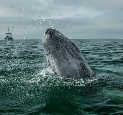 Viajes de avistamiento de ballenas responsables
