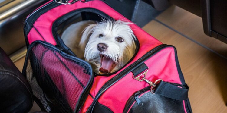 Vídeo | Seis consejos prácticos para viajar con animales de compañía | Vídeos