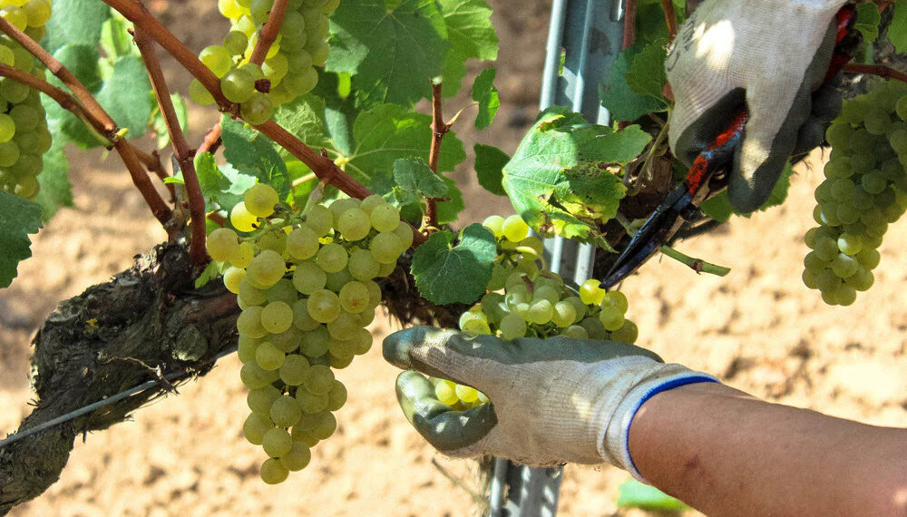 Mistinguett, de bodega Vallformosa, vinos seductores hechos por y para mujeres