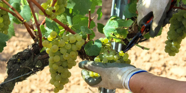 Mistinguett, de bodega Vallformosa, vinos seductores hechos por y para mujeres